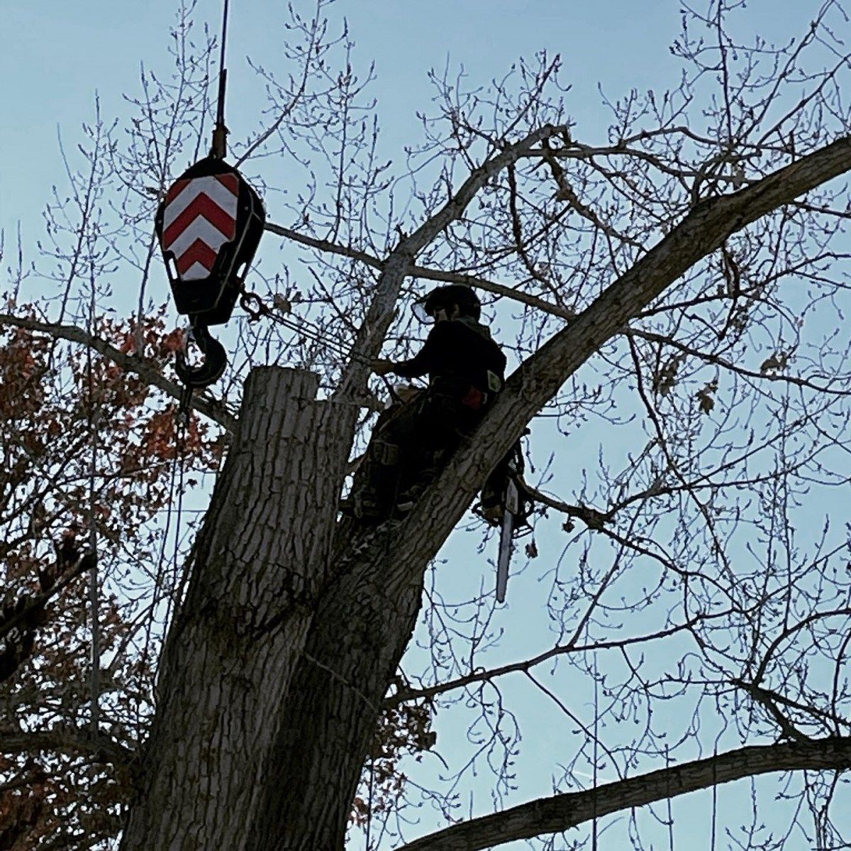 When To Prune Cherry Trees In Utah - canvas-domain
