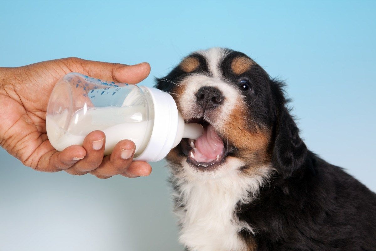 Can Puppies Drink Milk? Is It Bad for Them? Here's Everything You Need