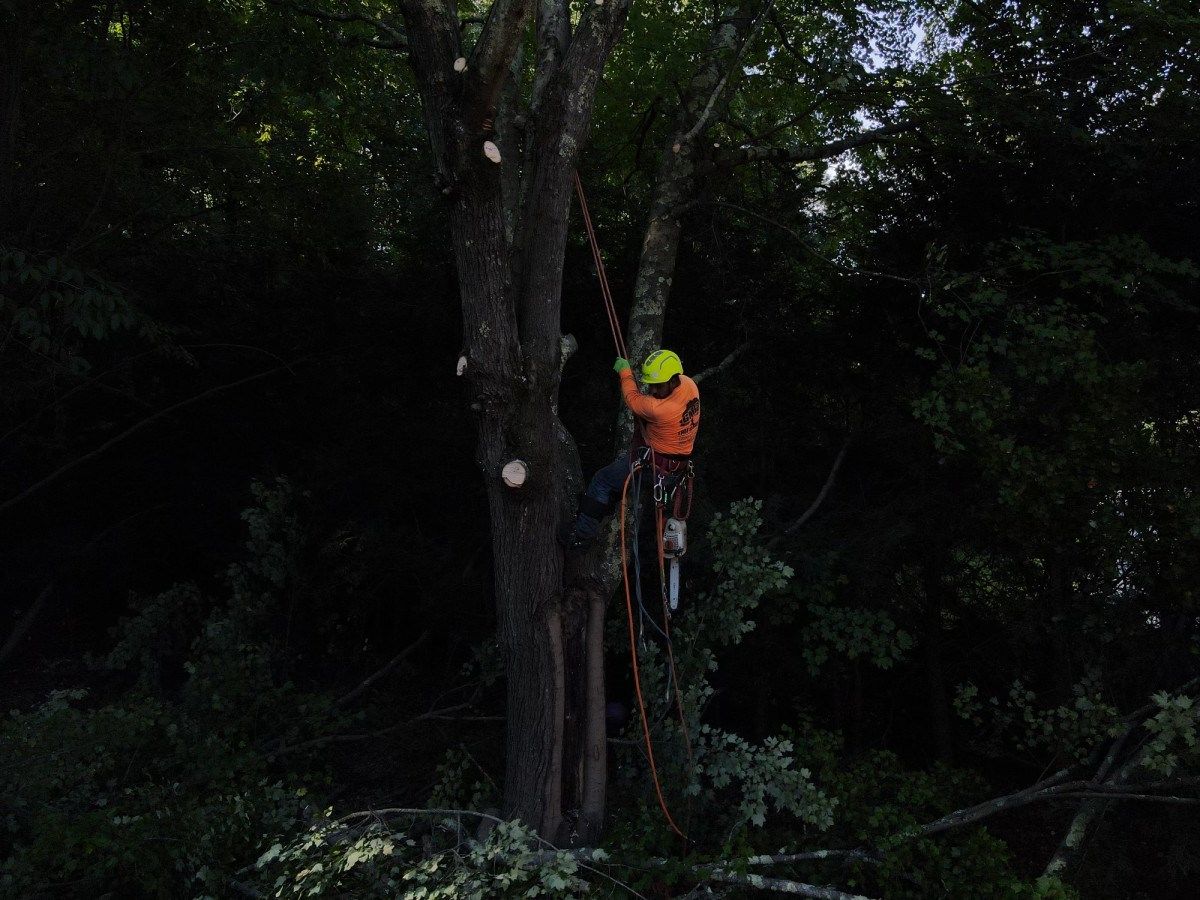Expert Tree Service Providers in Southington Share Fall Tree