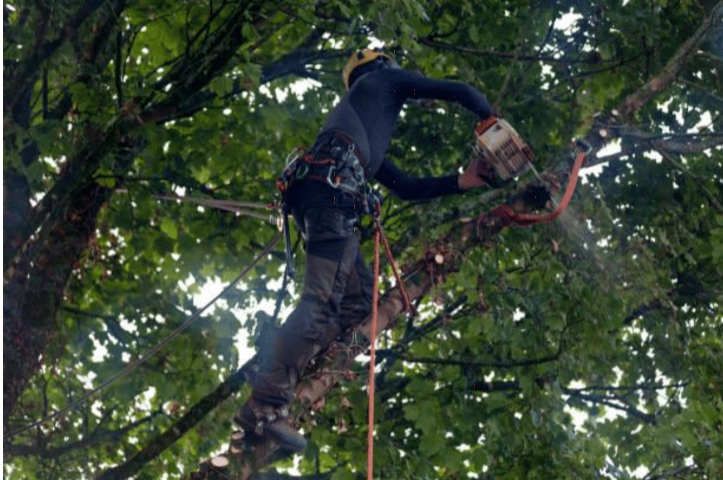 Montrose Tree Services Your Trusted Professional Tree Trimmers in