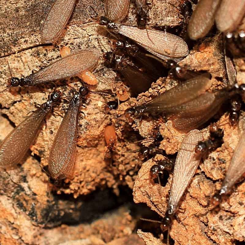 Empire Pest Control Offers Termite Control Services in Holland, MI