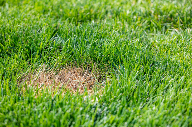 Middle Tennessee Homeowners Face Common Lawn Problems This Fall Season