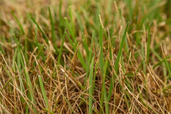 Proper Fall Maintenance Prevents Costly Lawn Disease in Sarasota