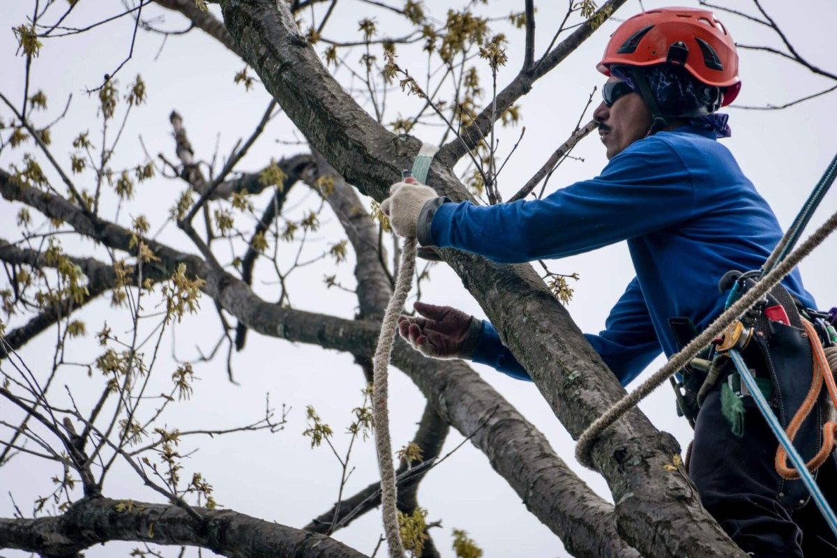 Yanez Tree Service Experts: Rockville, Maryland's Trusted Tree Removal Company