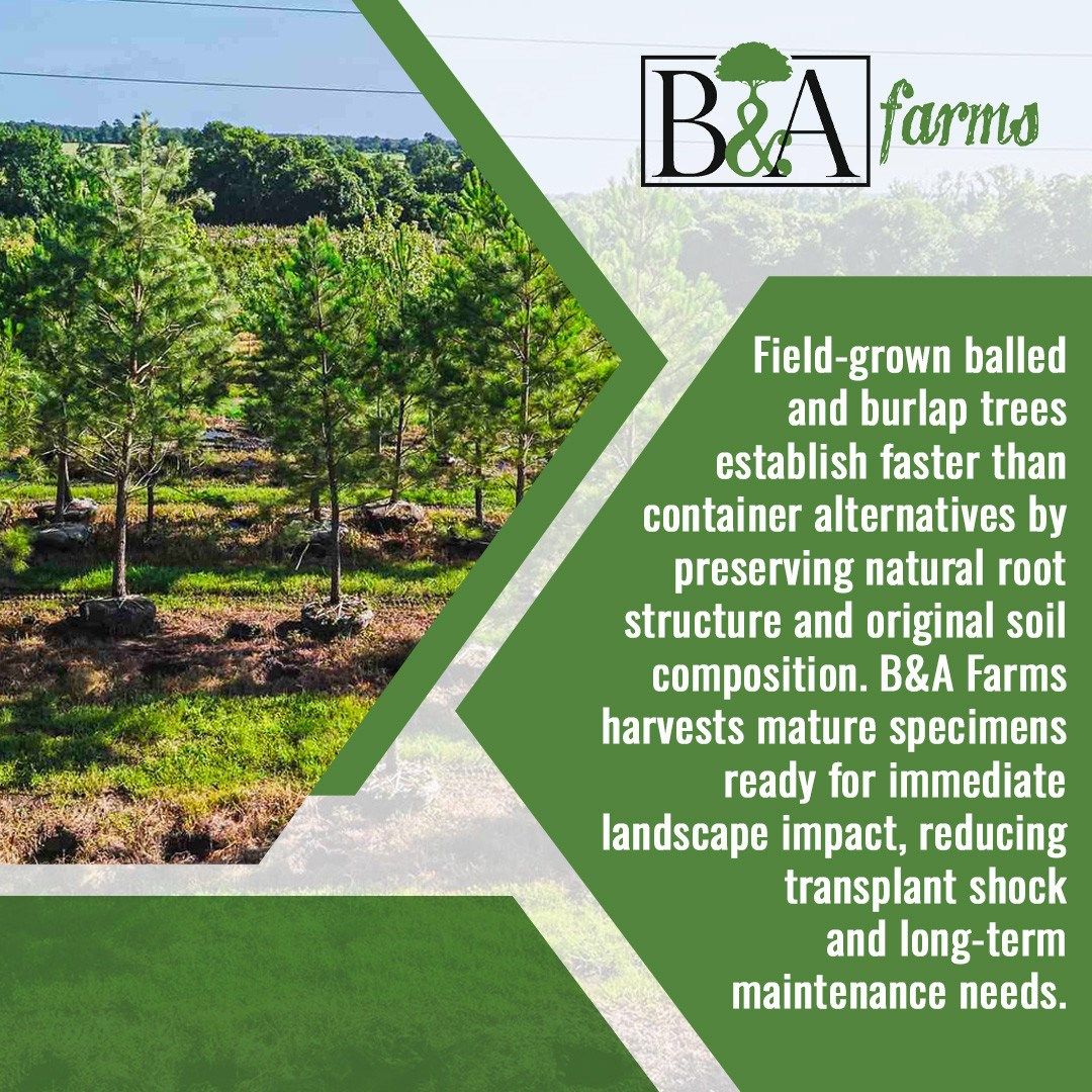 B&A Farms Highlights the Value of Balled & Burlap Trees for Lush Landscapes