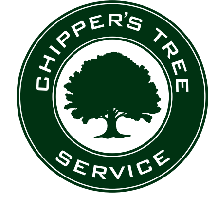 The Benefits of Expert Stump Grinding for Memphis Homeowners