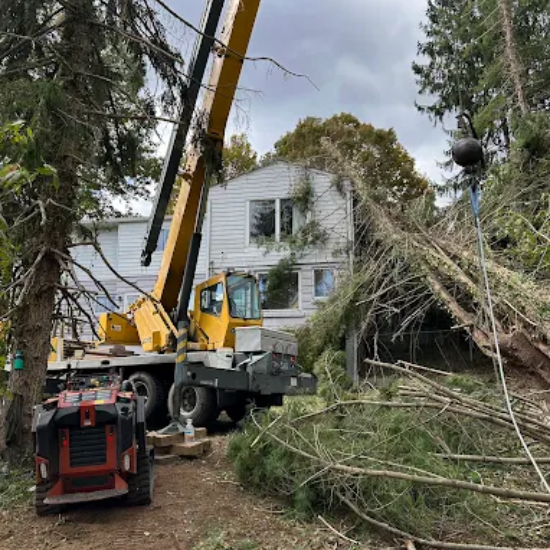 Asheville Tree Experts Break Down How Long It Takes To Remove a Tree