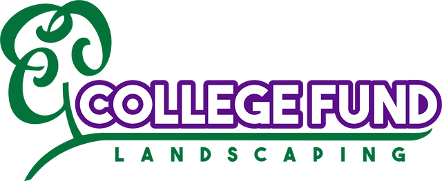 Weed Control Services Plano, TX: Common Culprits Homeowners Face