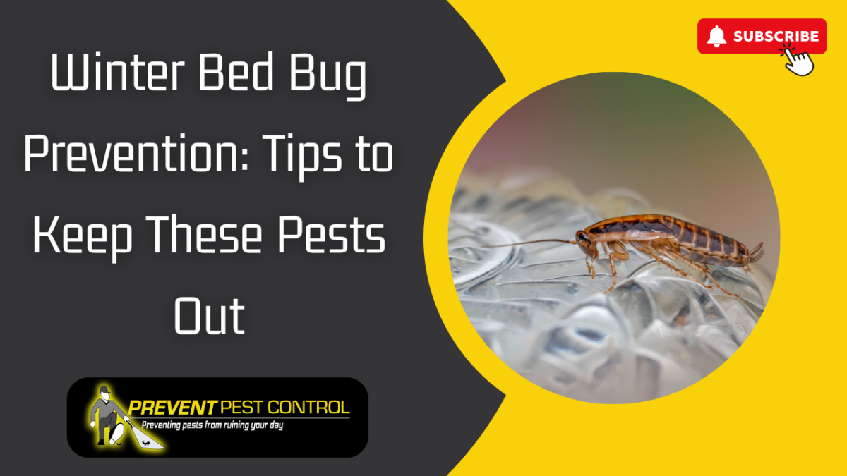 How to Stop Bed Bugs This Winter: Prevent Pest Control's Guide