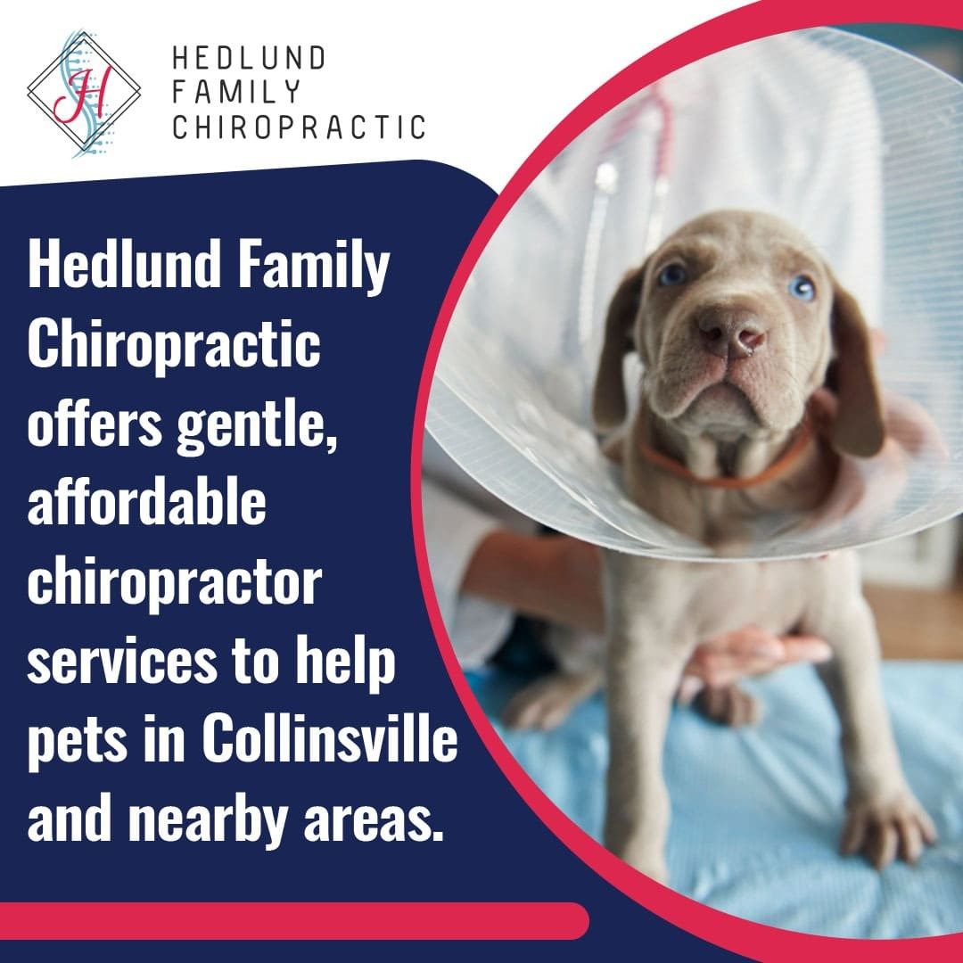 Gentle Animal Chiropractor Care For Pets with TMJ Disorders