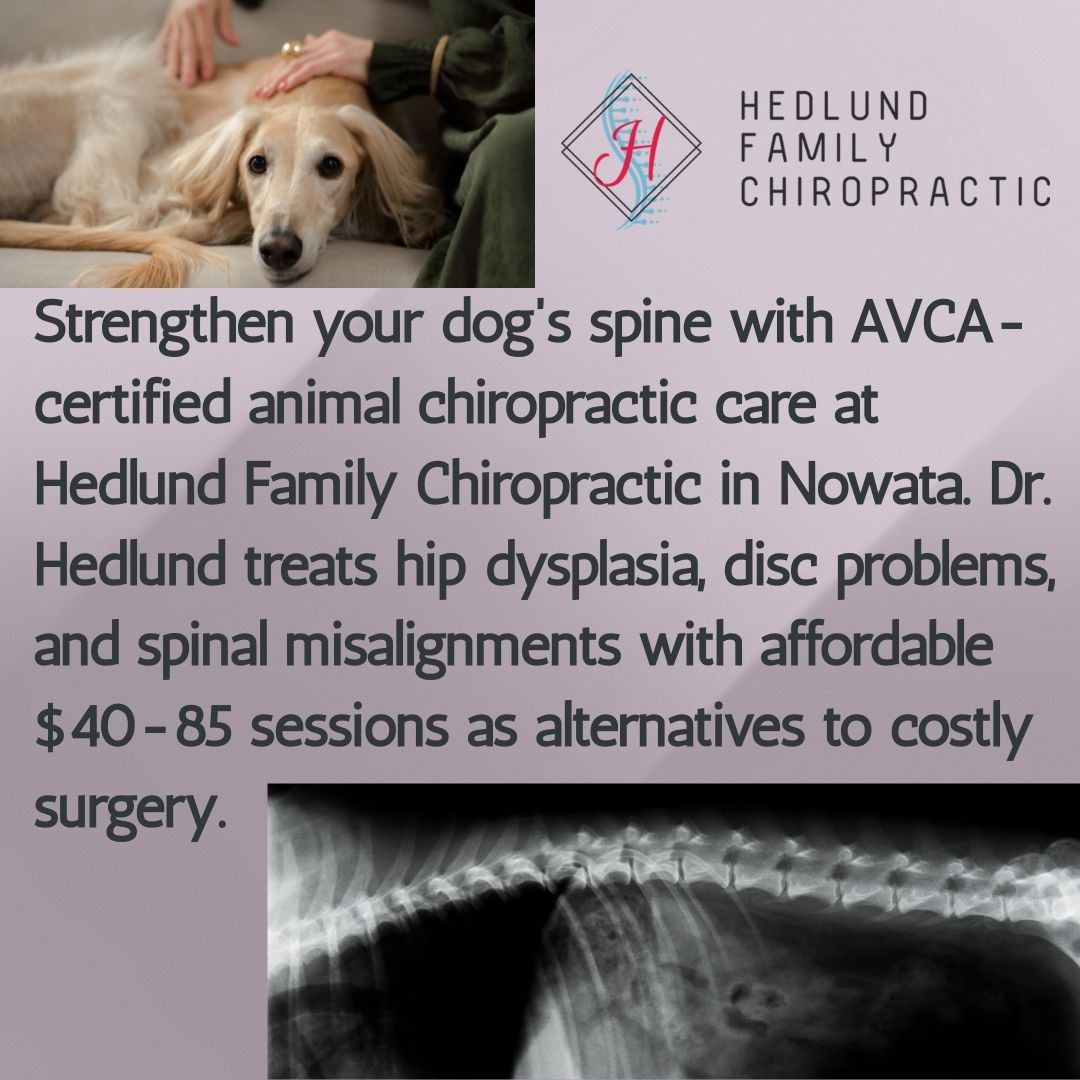 Nowata's Top Animal Chiropractor Services Address Canine Mobility Problems