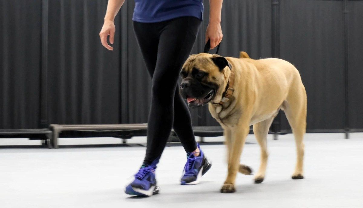 Comprehensive Dog Training Services Now Available in Dallas