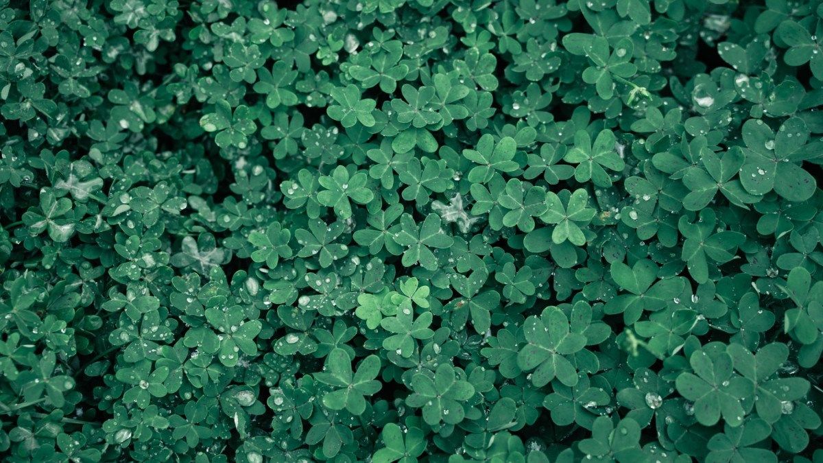 Clover Lawn Basics: What to Learn Before Making the Change