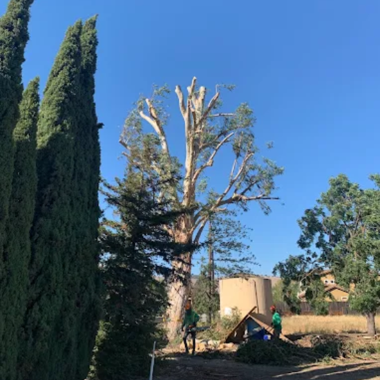 San Jose Tree Specialists Explain How Far a Tree Can Lean Before It Falls