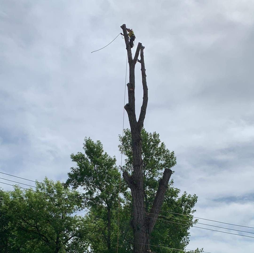 Reliable Tree Care Services in Willmar, MN