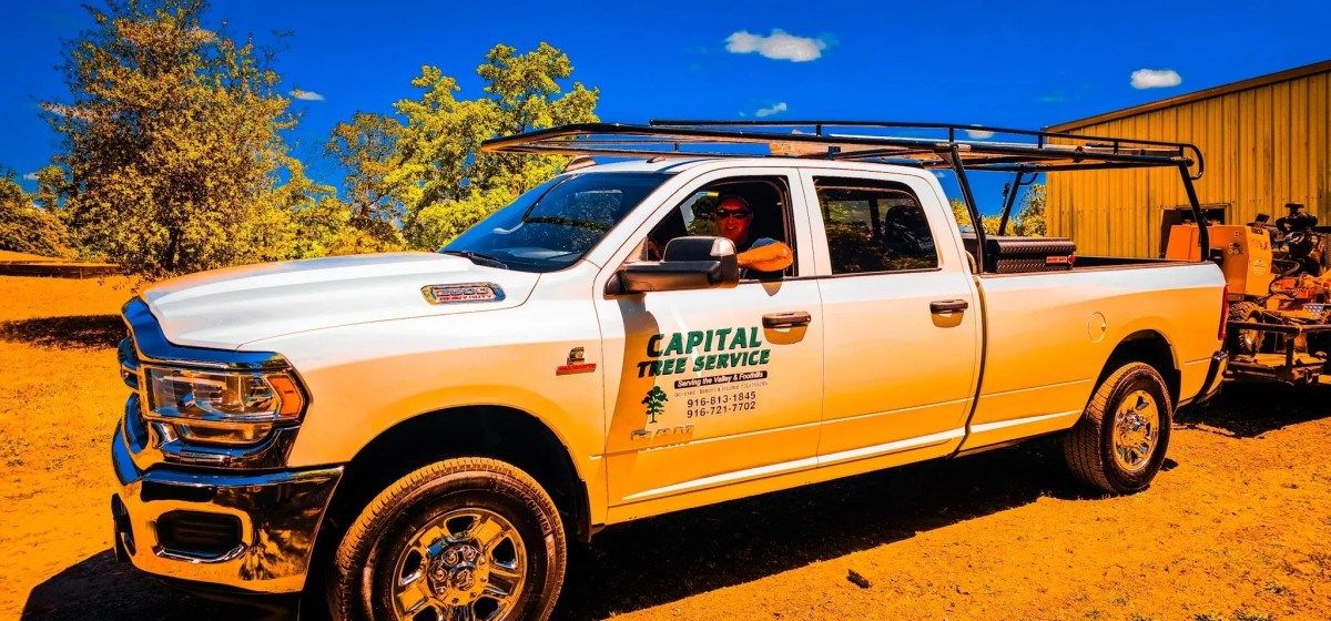 Local Tree Company Rises to Prominence Amid Challenges