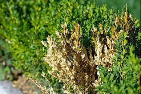 When Should You Treat Shrub Diseases In Carrollton?