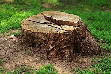 Is That Old Stump Costing You More Than You Think?