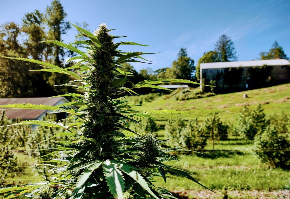 Celebrate the Holidays and Give-back with Lovewell Farms' CBD Holiday Special