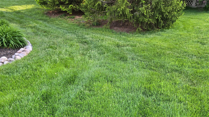 Pet-Safe Late Fall Lawn Care Remains Option for Southeast Michigan