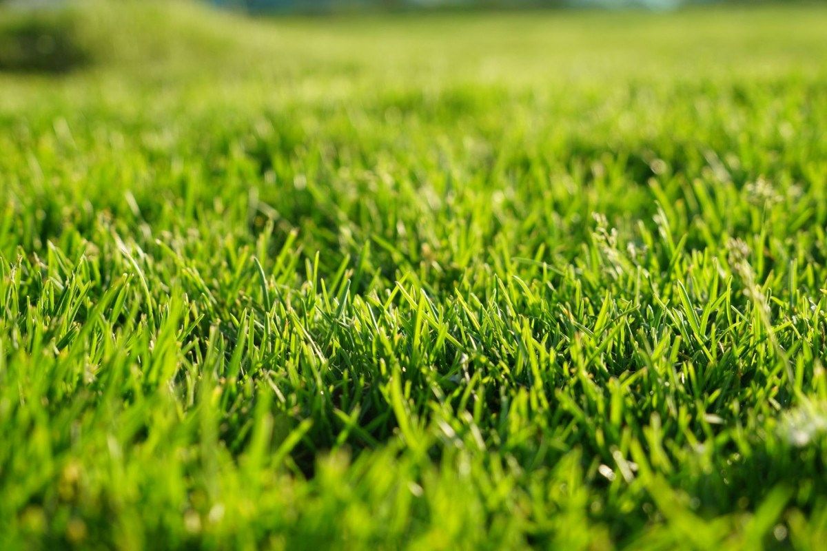 Late Fall Fertilization Critical for Colorado Lawns
