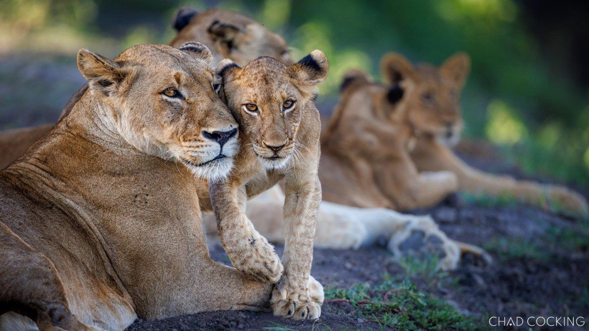 Tanda Tula Redefines Safari Camp Experiences in the Kruger National Park