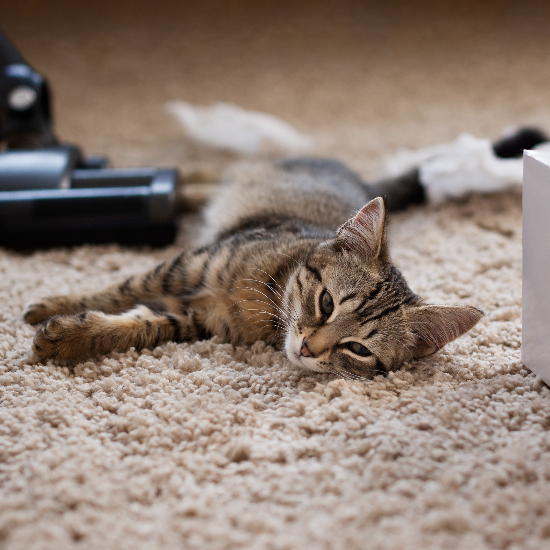 Animal Hospital Releases Guide on Feline Seizure Response and Emergency Care