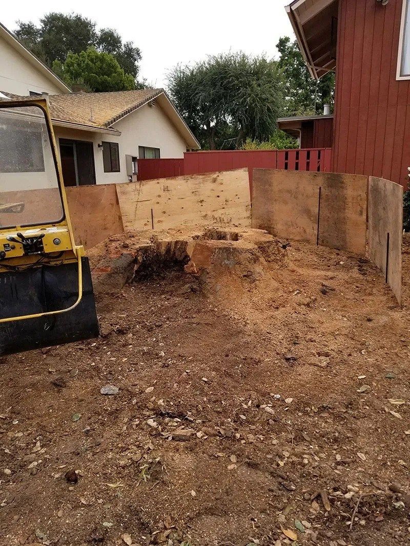 Enhance Your Trees with Professional Trimming Services