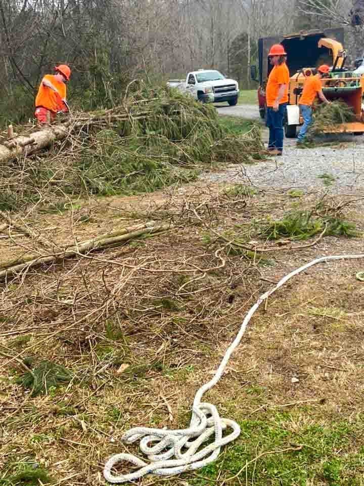 Tree Service Contractor Lundy's Sets New Standards in Virginia